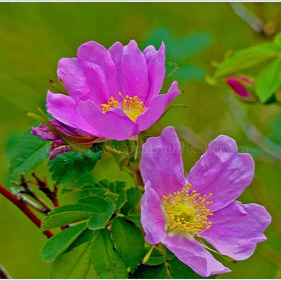 Wild Rose